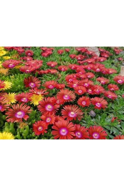 Делосмерма в ландшафті